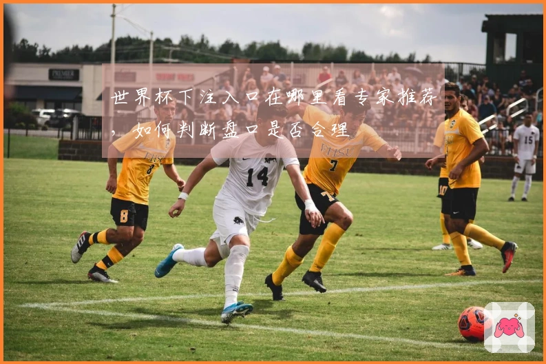 世界杯下注入口在哪里看专家推荐，如何判断盘口是否合理